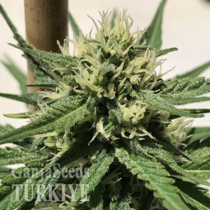 Auto Dolche Cheese feminised Ganja Seeds