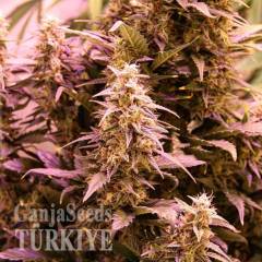 CBD New York Diesel feminised Ganja Seeds