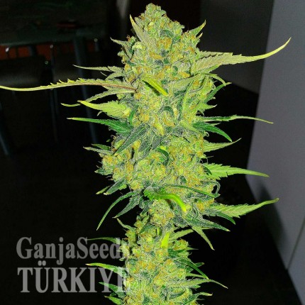 Auto Super Lemon Haze feminised Ganja Seeds