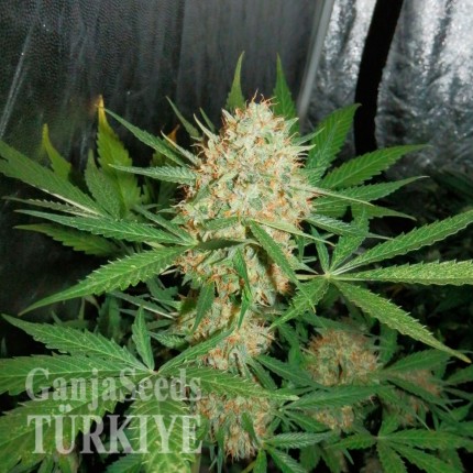 Auto White Widow feminised Ganja Seeds