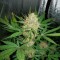 Auto White Widow feminised Ganja Seeds Otomatik çiçeklenen dişileştirilmiş kenevir tohumu kargo ile eve teslim