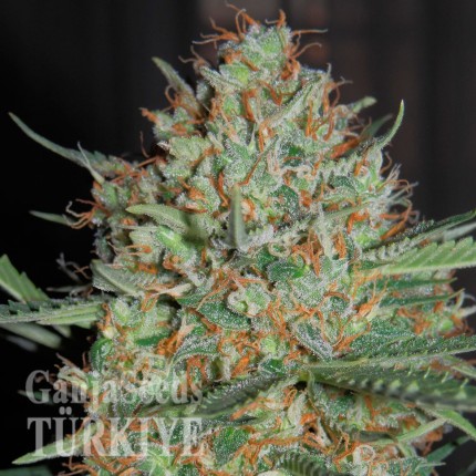 Auto White Widow feminised Ganja Seeds