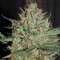 Auto White Widow feminised Ganja Seeds Orijinal ambalajda kenevir tohumları