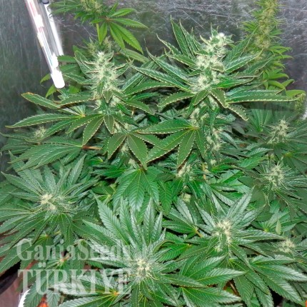 Auto White Widow feminised Ganja Seeds