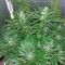 Auto White Widow feminised Ganja Seeds Kenevir tohumları