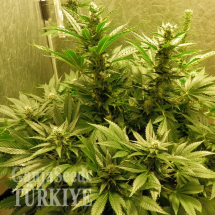 Auto White Widow feminised Ganja Seeds