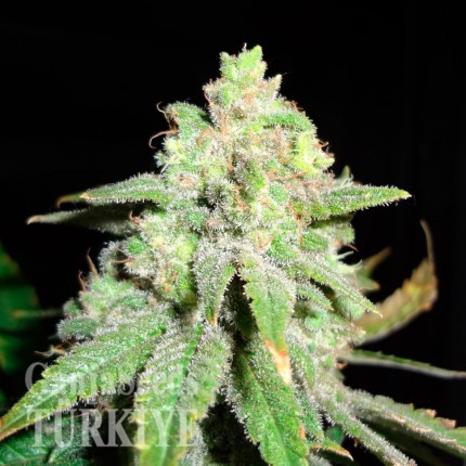 Auto White Widow feminised Ganja Seeds