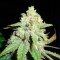 Auto White Widow feminised Ganja Seeds Eve teslim kenevir tohumları