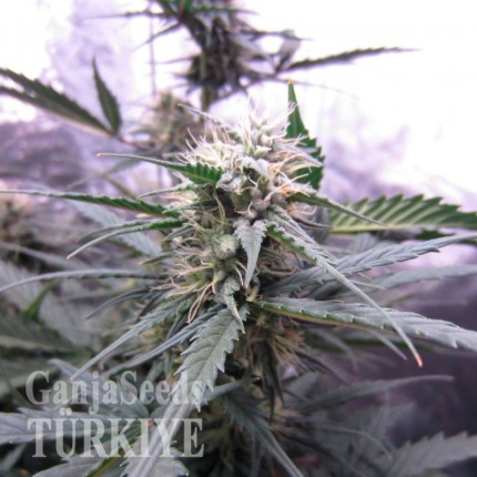 Auto White Widow feminised Ganja Seeds