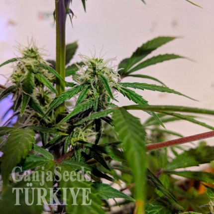 Auto White Widow feminised Ganja Seeds