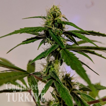 Auto White Widow feminised Ganja Seeds