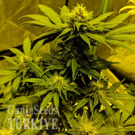 Auto White Widow feminised Ganja Seeds