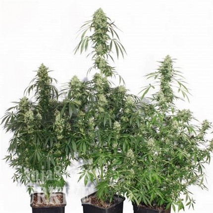 Auto The Ultimate feminised Ganja Seeds