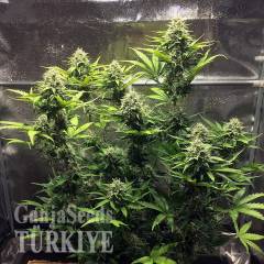 Cheese Berries feminised Ganja Seeds