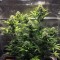 Mardin’de Cheese Berries feminised Ganja Seeds kenevir tohumu