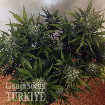 Cheese Berries feminised Ganja Seeds