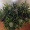 Rize’de Cheese Berries feminised Ganja Seeds kenevir tohumu