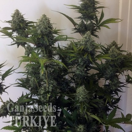 Cheese Berries feminised Ganja Seeds