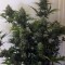 Samsun’da Cheese Berries feminised Ganja Seeds kenevir tohumu