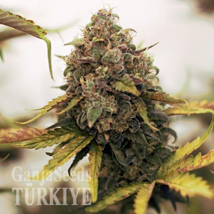 Cheese Berries feminised Ganja Seeds