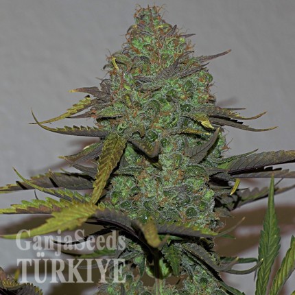 Cheese Berries feminised Ganja Seeds