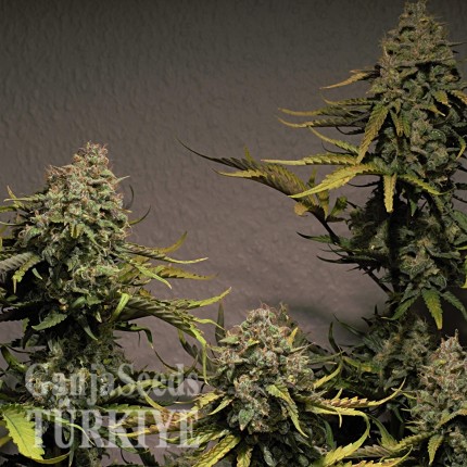 Cheese Berries feminised Ganja Seeds