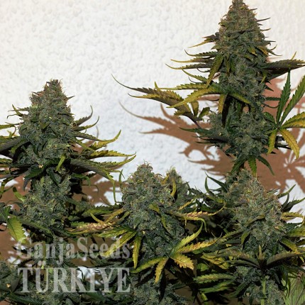 Cheese Berries feminised Ganja Seeds