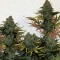 Cheese Berries feminised Ganja Seeds Dişileştirilmiş kenevir tohumlarını posta ile sipariş et