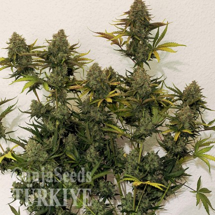 Cheese Berries feminised Ganja Seeds