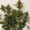 Cheese Berries feminised Ganja Seeds Dişileştirilmiş kenevir tohumları online satın al