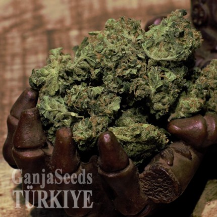 Cheese Berries feminised Ganja Seeds