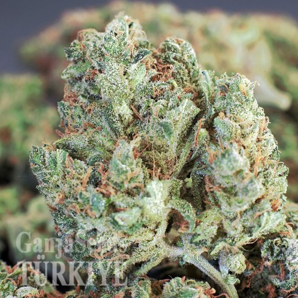 Cheese Berries feminised Ganja Seeds