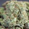 Cheese Berries feminised Ganja Seeds Fotoperyodik dişileştirilmiş kenevir tohumları