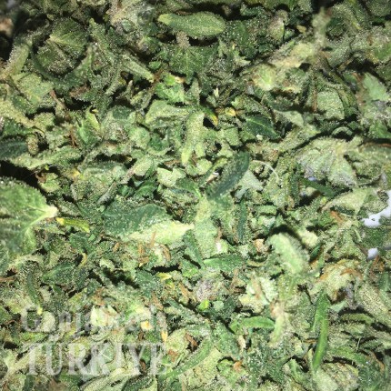 Cheese Berries feminised Ganja Seeds