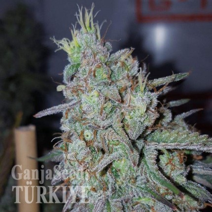 Cheese Berries feminised Ganja Seeds