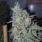 Cheese Berries feminised Ganja Seeds Kenevir tohumları