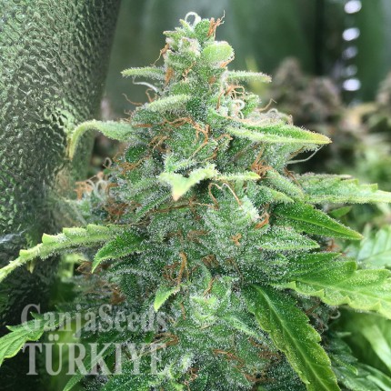 Cheese Berries feminised Ganja Seeds