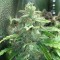 Cheese Berries feminised Ganja Seeds Online kenevir tohumları