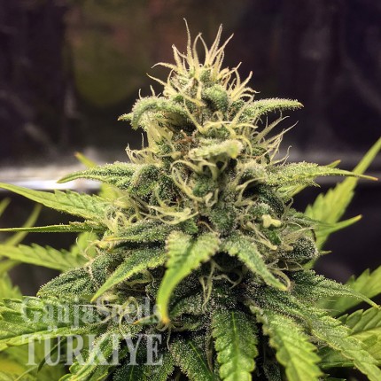 Cheese Berries feminised Ganja Seeds