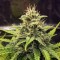 Cheese Berries feminised Ganja Seeds Kargo ile kenevir tohumu