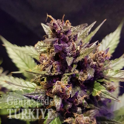 Auto Dark Devil feminised Ganja Seeds
