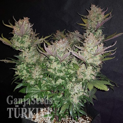 Auto Dark Devil feminised Ganja Seeds