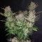 Yalova’da  Auto Dark Devil feminised Ganja Seeds kenevir tohumu