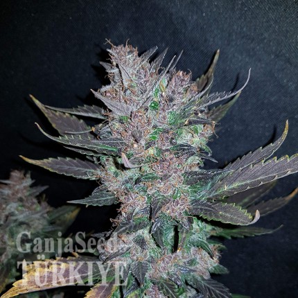 Auto Dark Devil feminised Ganja Seeds