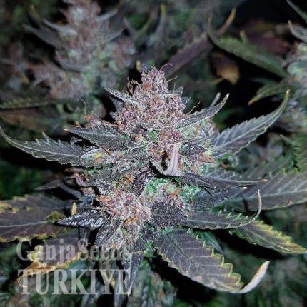 Auto Dark Devil feminised Ganja Seeds