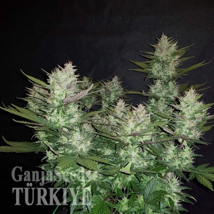 Auto Dark Devil feminised Ganja Seeds