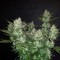 Auto Dark Devil feminised Ganja Seeds Otomatik çiçeklenen dişileştirilmiş kenevir tohumu kargo ile eve teslim