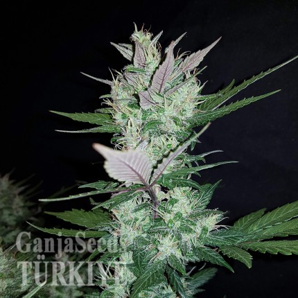 Auto Dark Devil feminised Ganja Seeds
