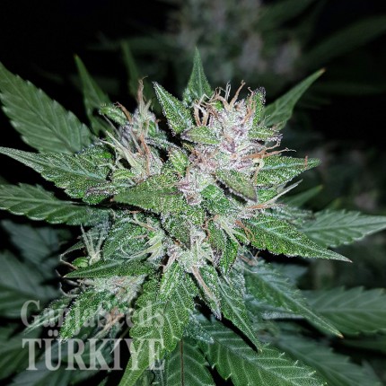 Auto Dark Devil feminised Ganja Seeds