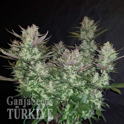 Auto Dark Devil feminised Ganja Seeds